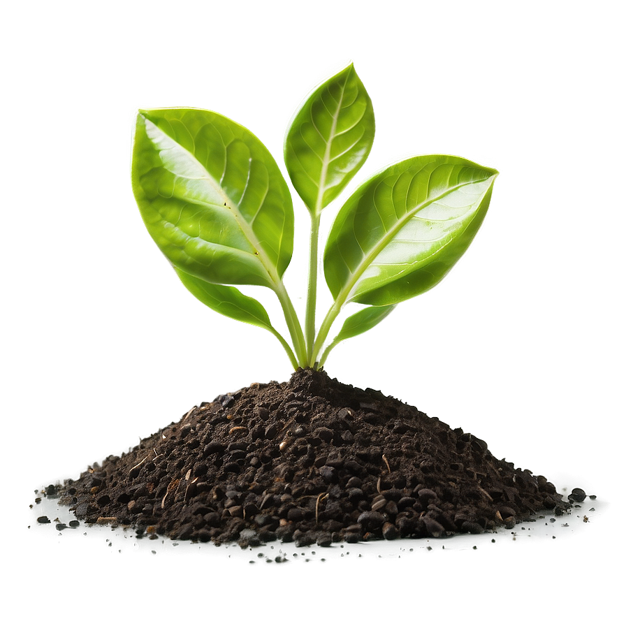 Sprout In Soil Png Bru PNG Image