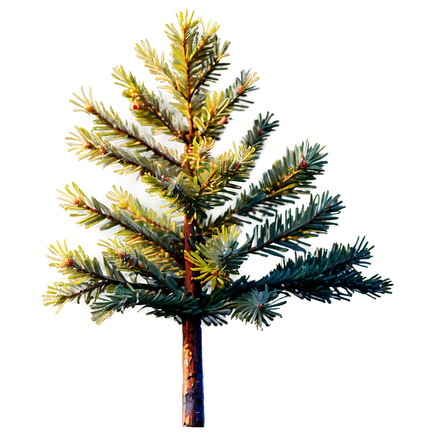 Spruce Tree At Golden Hour Png Dio9 PNG Image