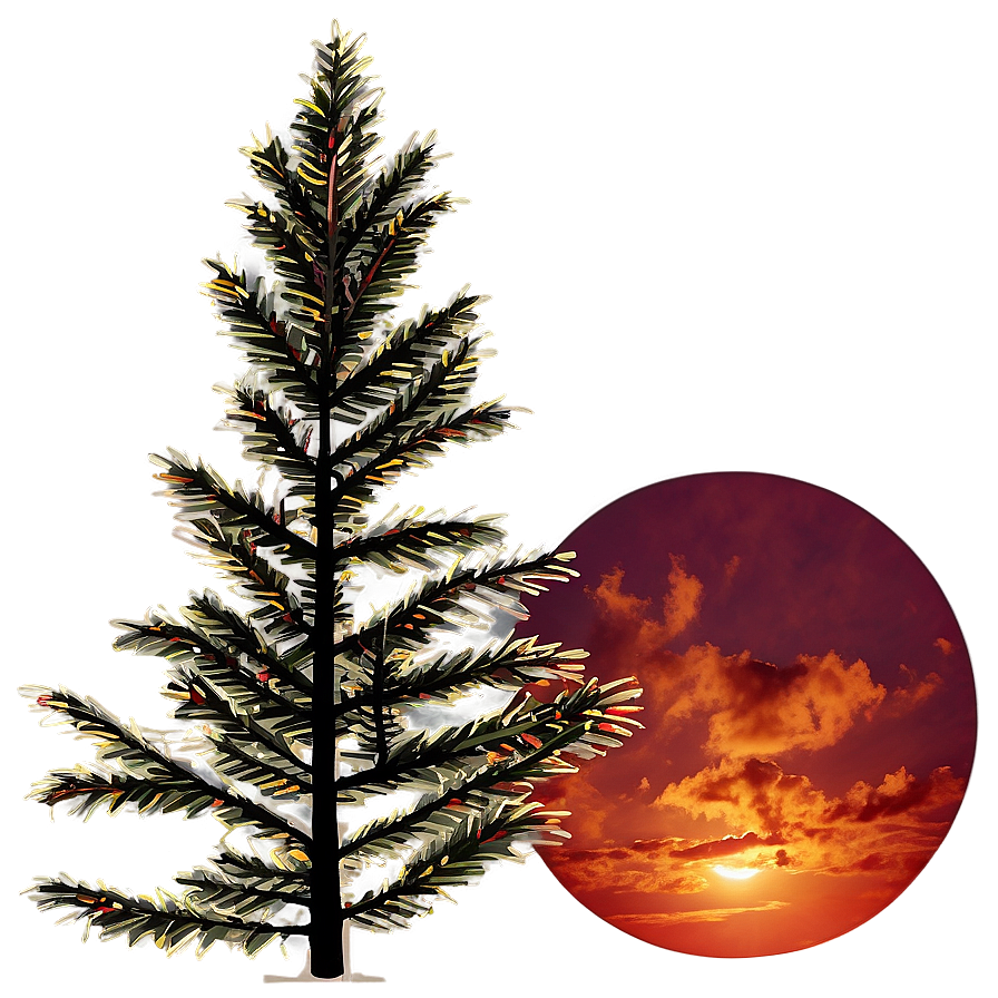 Spruce Tree In Fiery Sunset Png 06132024 PNG Image