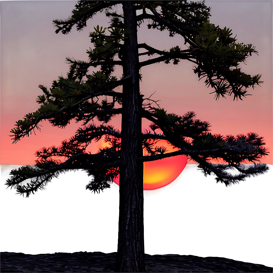 Spruce Tree In Fiery Sunset Png Njh PNG Image