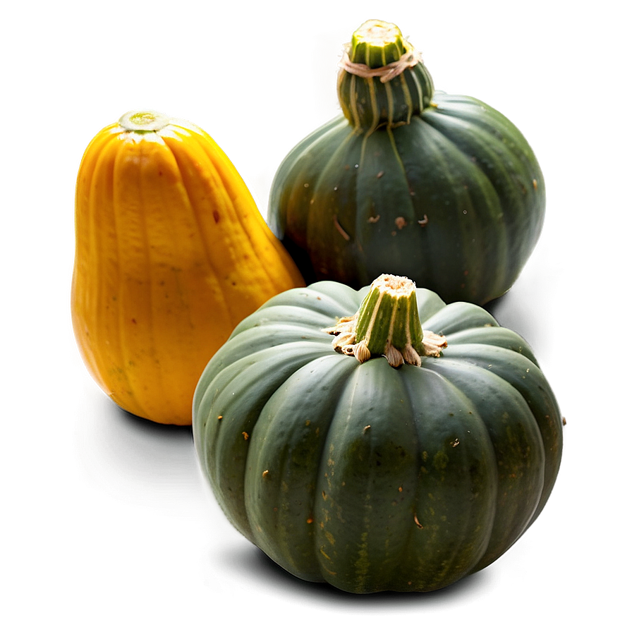 Squash Harvest Png 06122024 PNG Image