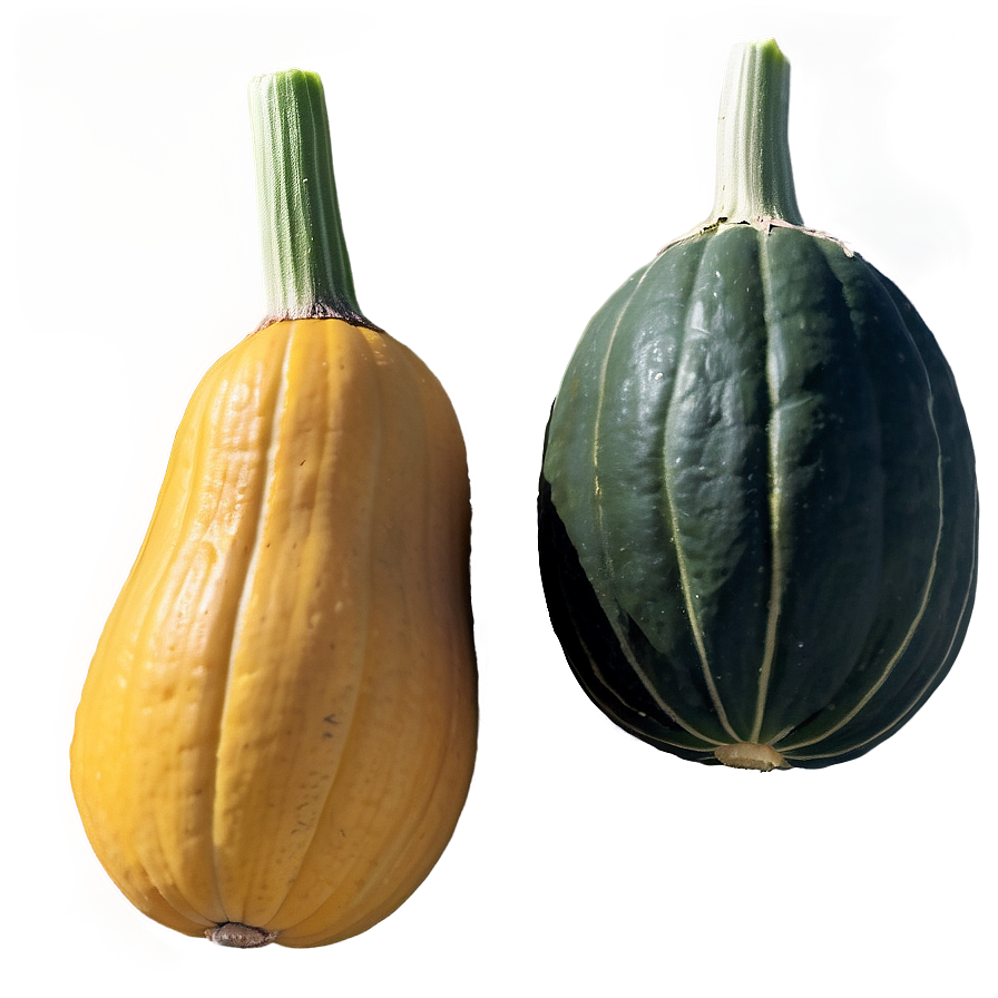 Squash Seedlings Png Gbt PNG Image