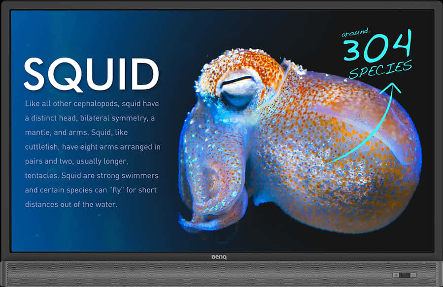 Squid Educational Display PNG Image