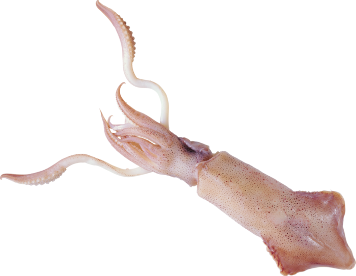 Squid Specimen Isolated PNG Image