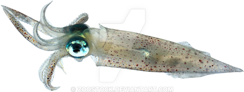 Squid Swimming Transparent Background PNG Image