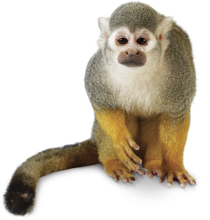 Squirrel Monkey Portrait PNG Image