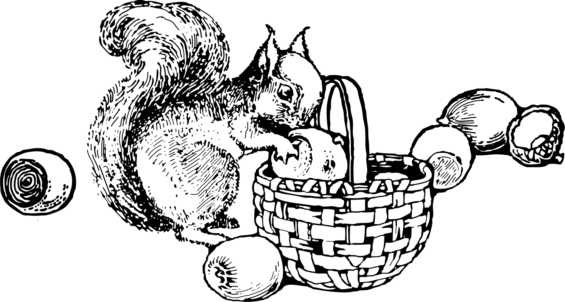 Squirrel With Nuts Sketch PNG Image