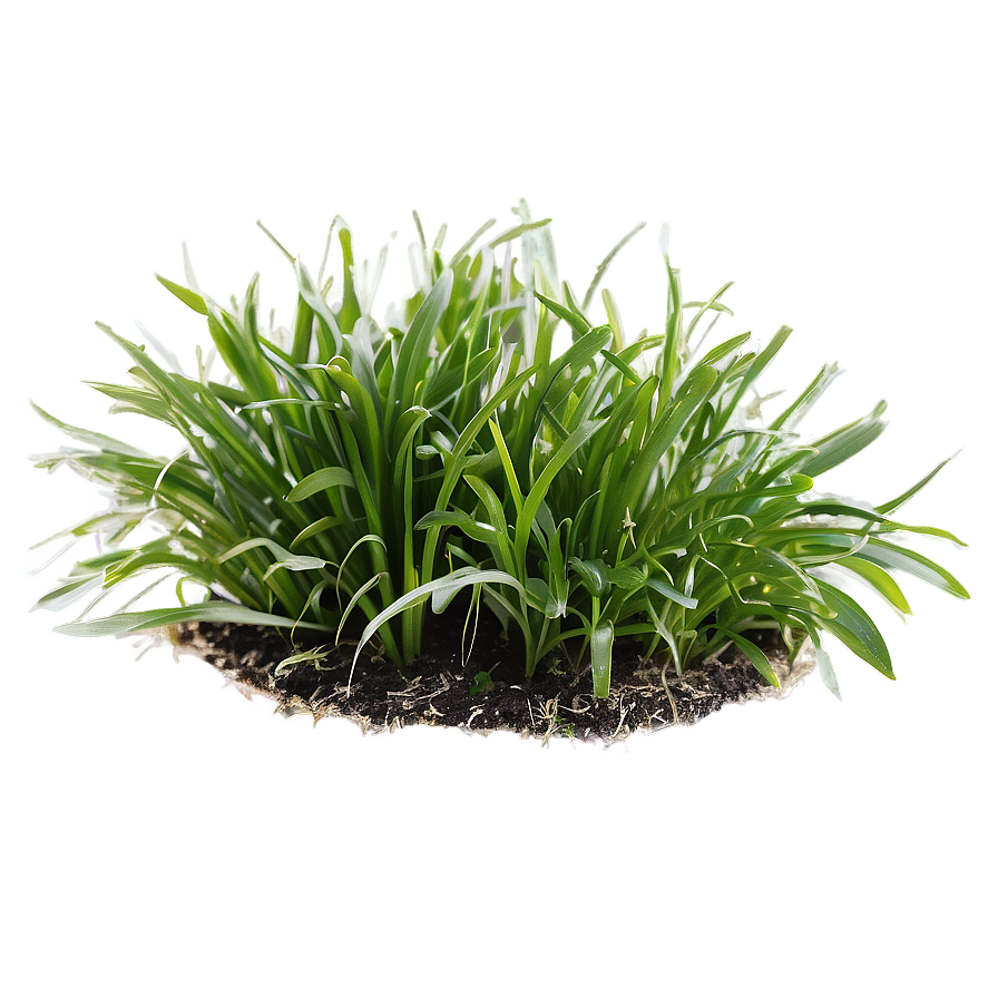 St. Augustine Grass Png 04292024 PNG Image