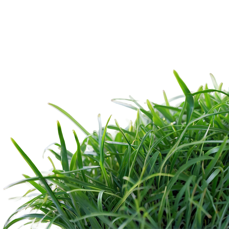 St. Augustine Grass Png 79 PNG Image