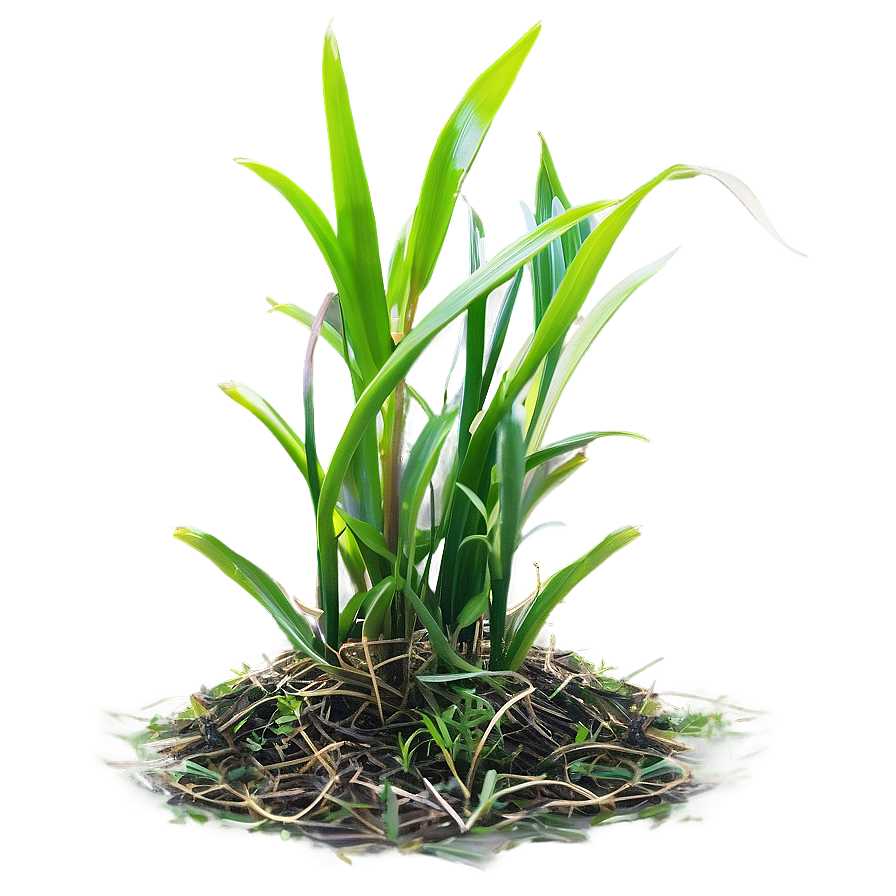 St. Augustine Grass Png Utd66 PNG Image