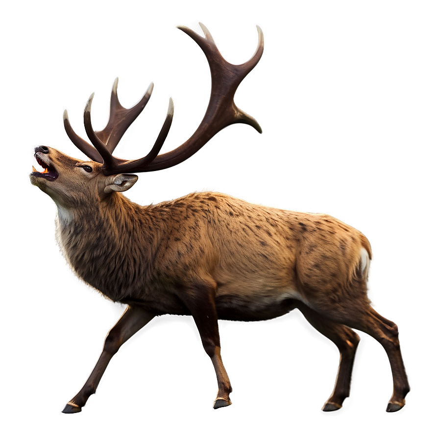 Stag A PNG Image