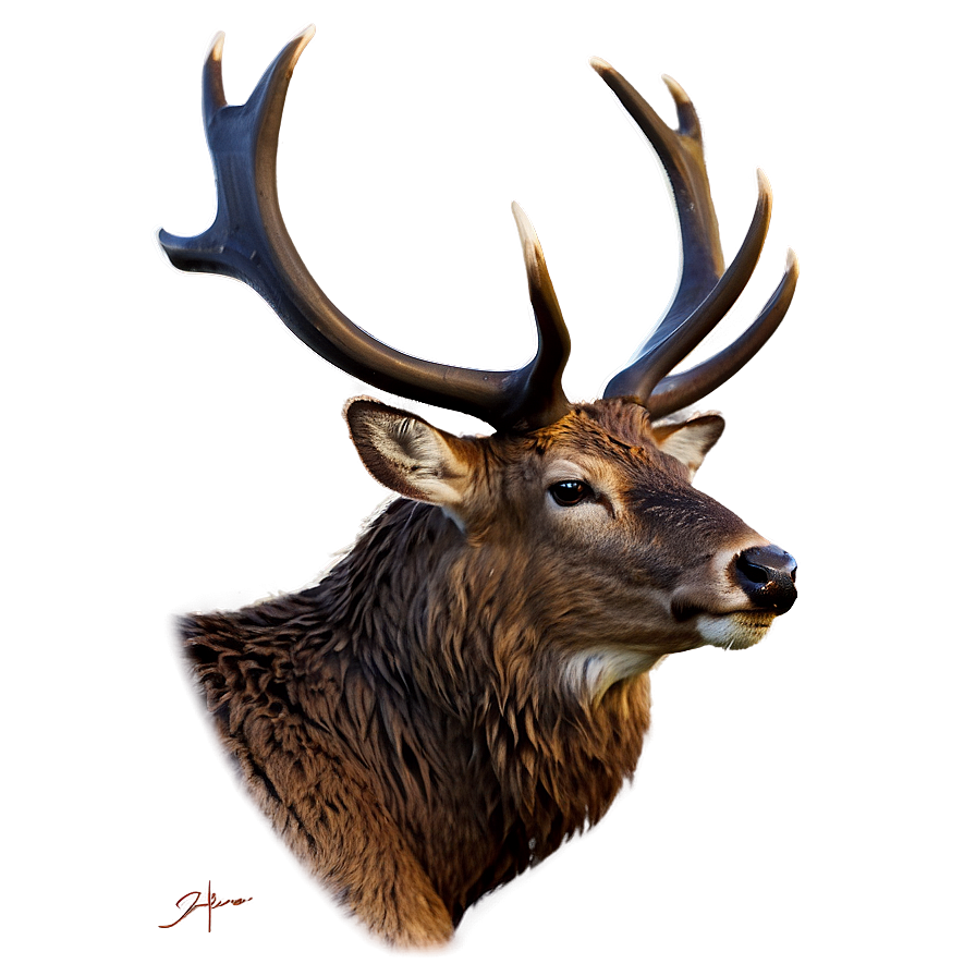 Stag D PNG Image