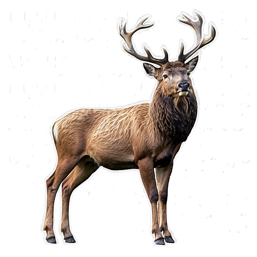 Stag In Foggy Forest Png Haw21 PNG Image