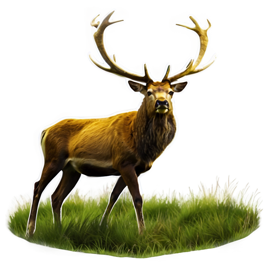 Stag In Grassland Png 06292024 PNG Image