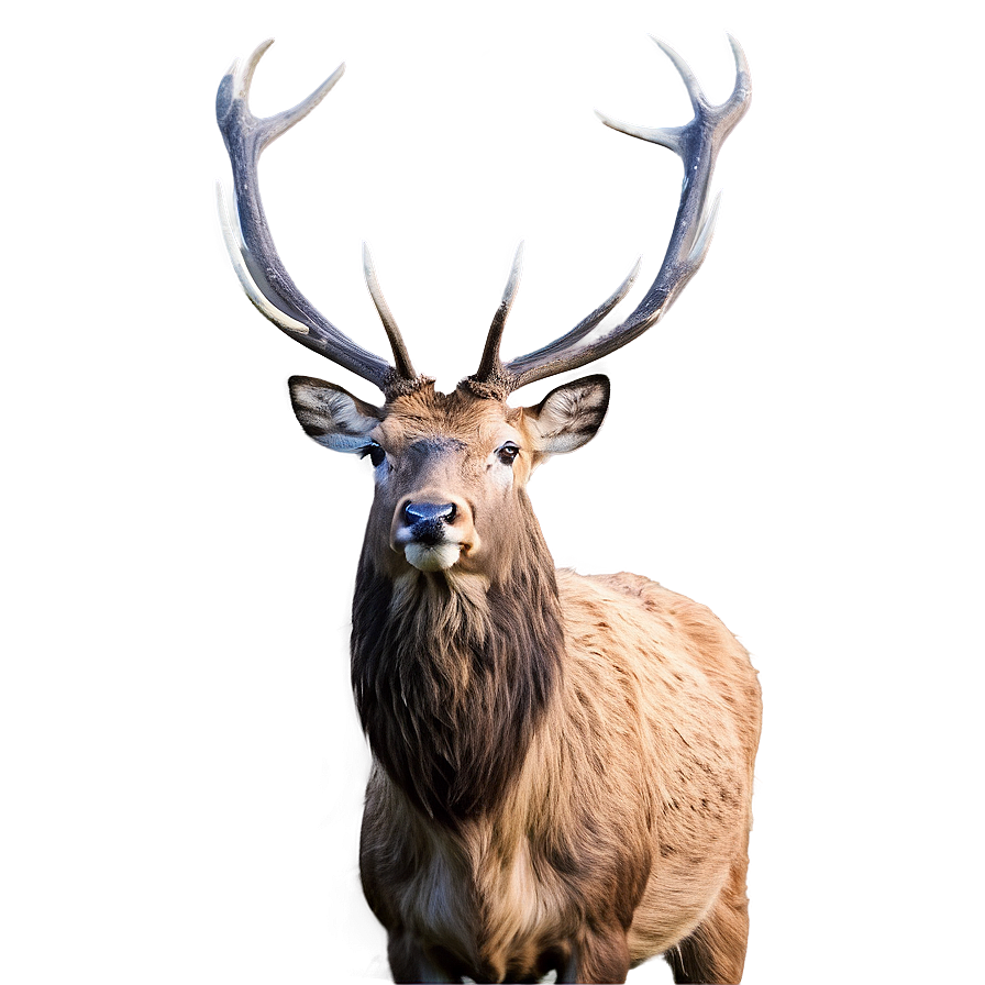 Stag In Highland Png Imi PNG Image