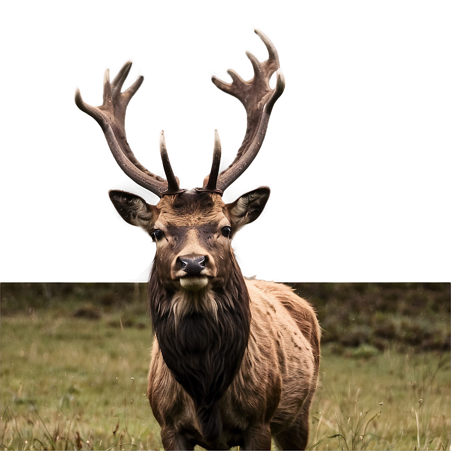 Stag In Highland Png Stp63 PNG Image