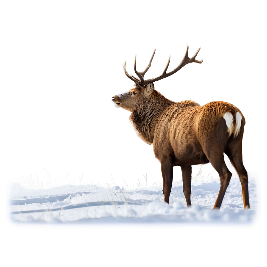 Stag In Snow Png Amq63 PNG Image