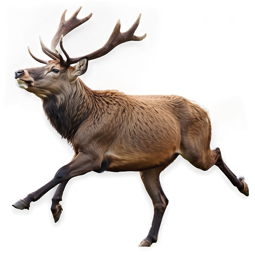 Stag Running Wild Png Aut PNG Image