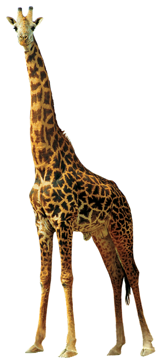 Standing Giraffe Isolated Background PNG Image