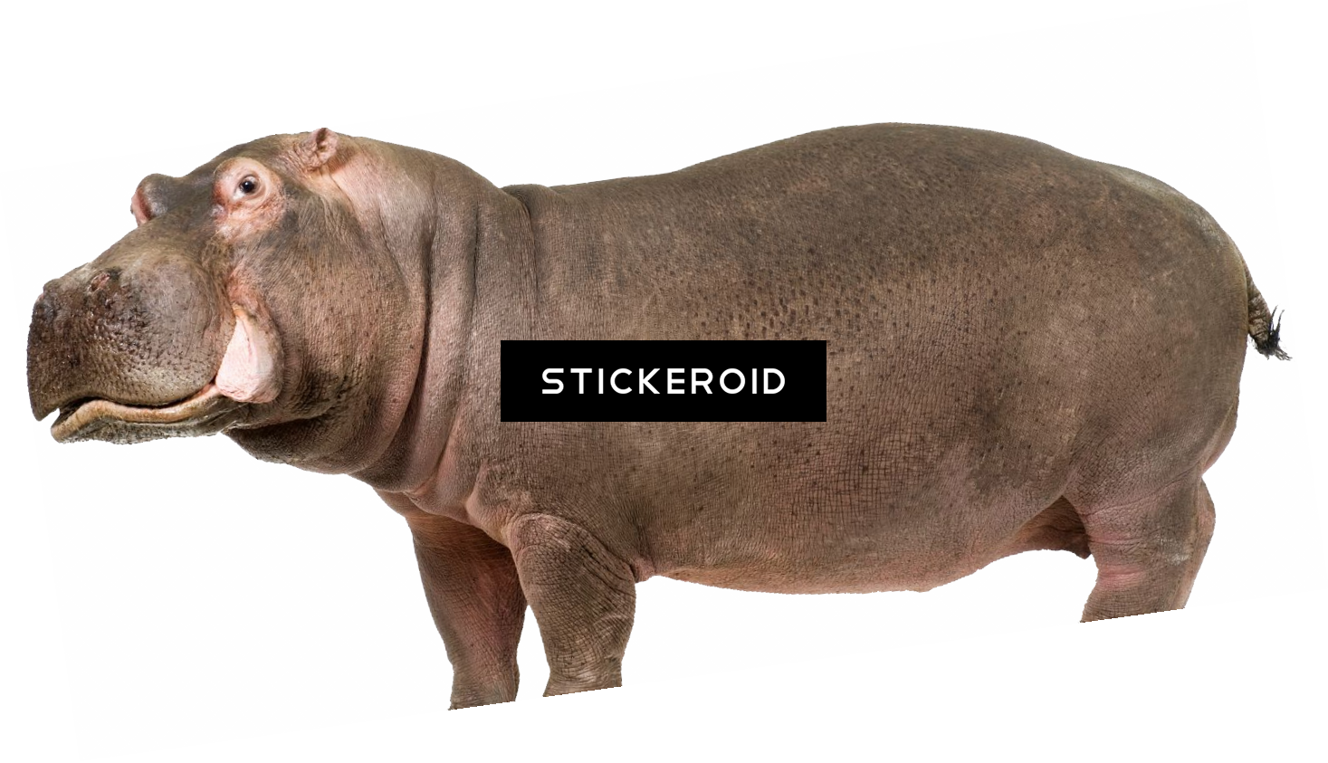 Standing Hippopotamus Cutout PNG Image