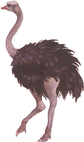 Standing Ostrich Profile PNG Image