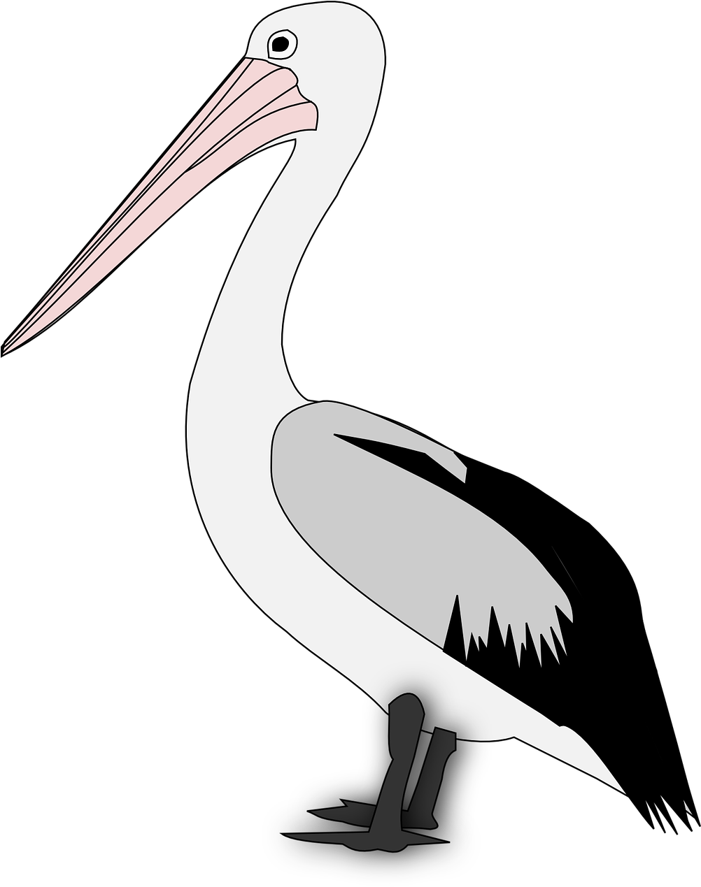 Standing Pelican Illustration.png PNG Image