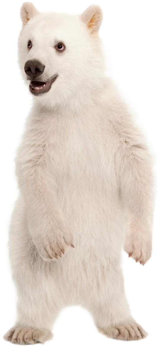 Standing Polar Bear Cub PNG Image