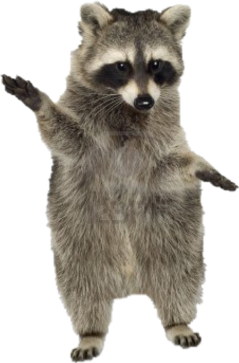 Standing Raccoon Gesture PNG Image