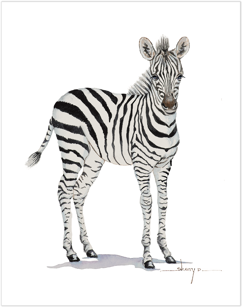 Standing Zebra Illustration PNG Image