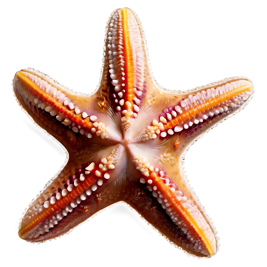 Starfish On The Beach Png Fnn PNG Image