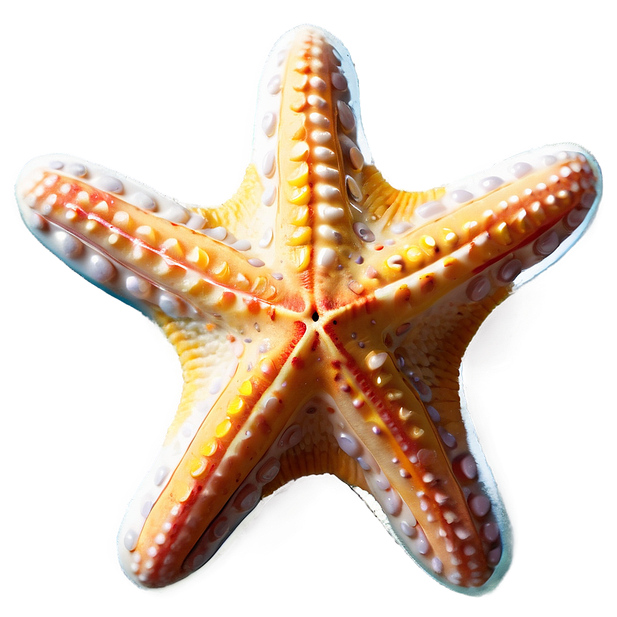 Starfish Png Byp84 PNG Image