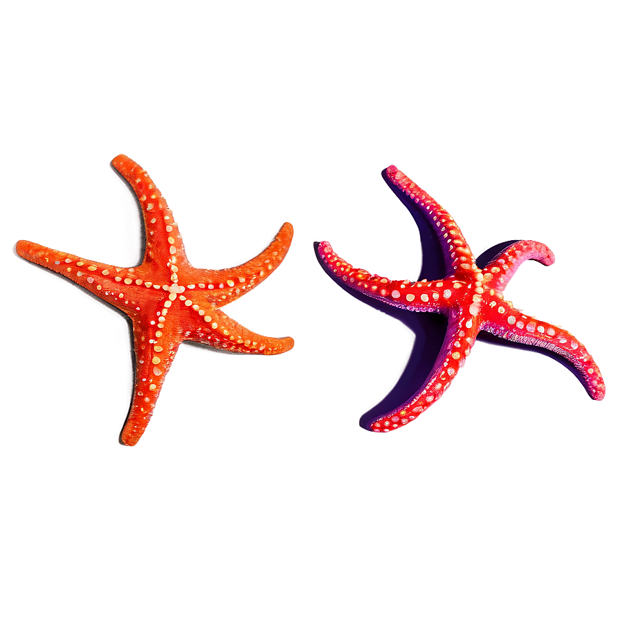 Starfish With Sunglasses Png Tlm PNG Image