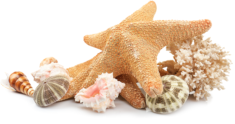 Starfishand Seashells Collection PNG Image