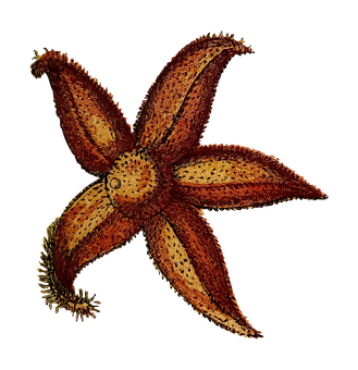 Starfishon Black Background PNG Image