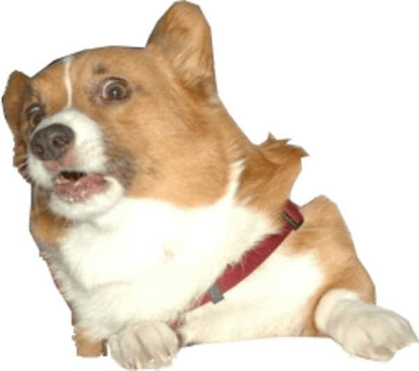 Startled Corgi Expression PNG Image