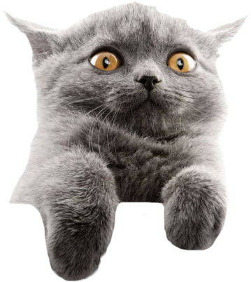 Startled Gray Cat Meme PNG Image