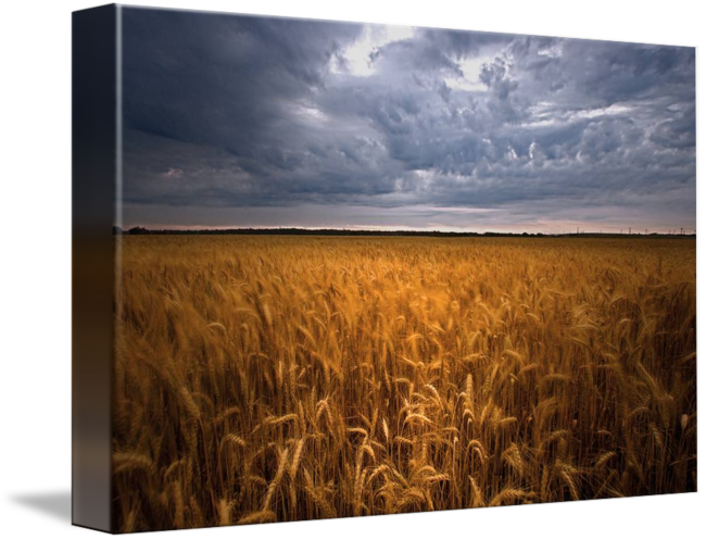 Stormy Sky Over Golden Wheat Field PNG Image