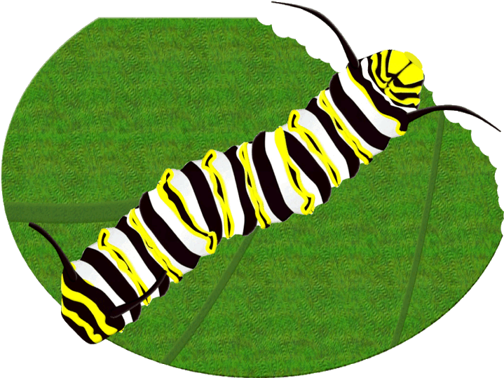 Striped Caterpillaron Leaf PNG Image