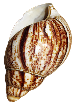 Striped Marine Conch Shell PNG Image