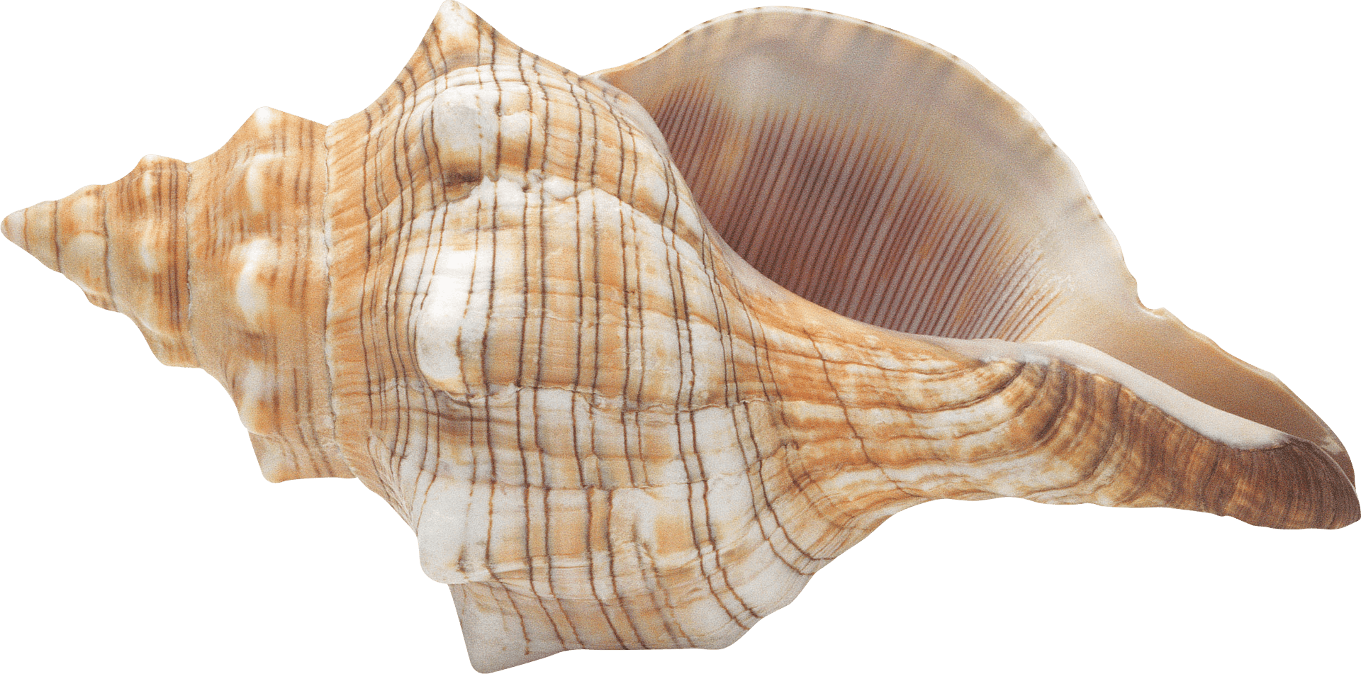 Striped Marine Seashell.png PNG Image