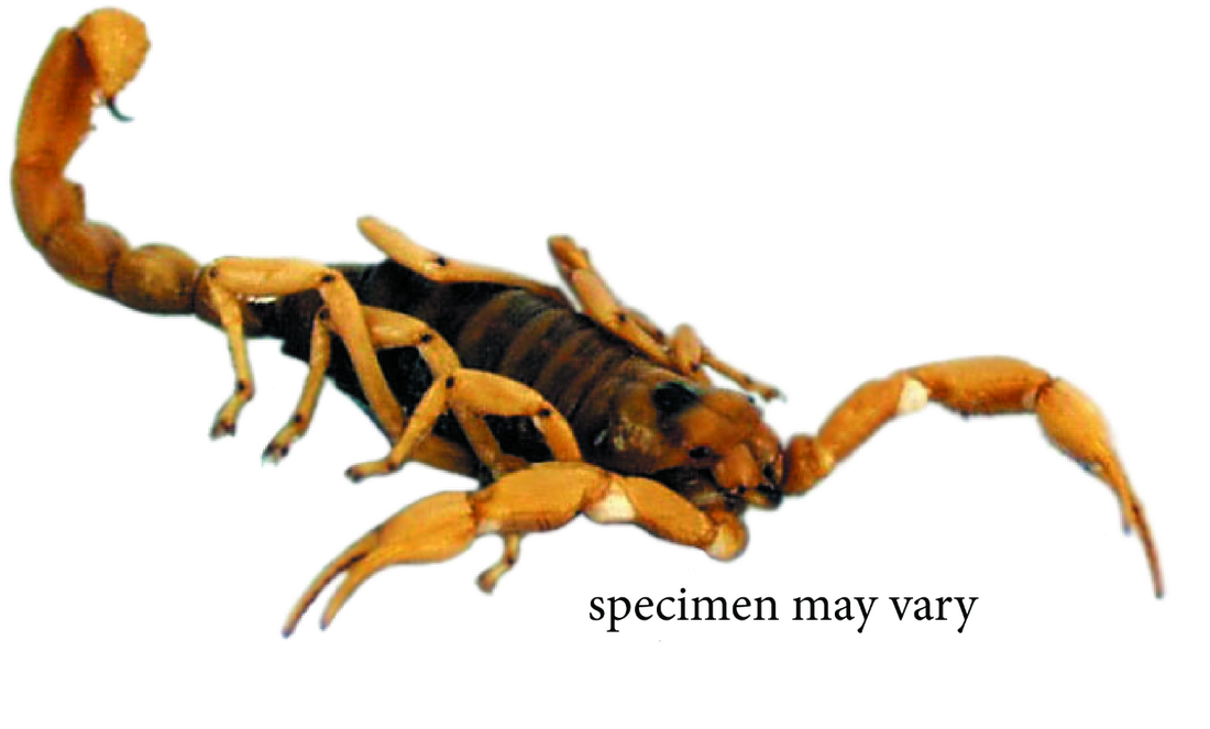 Striped Scorpion Specimen.png PNG Image