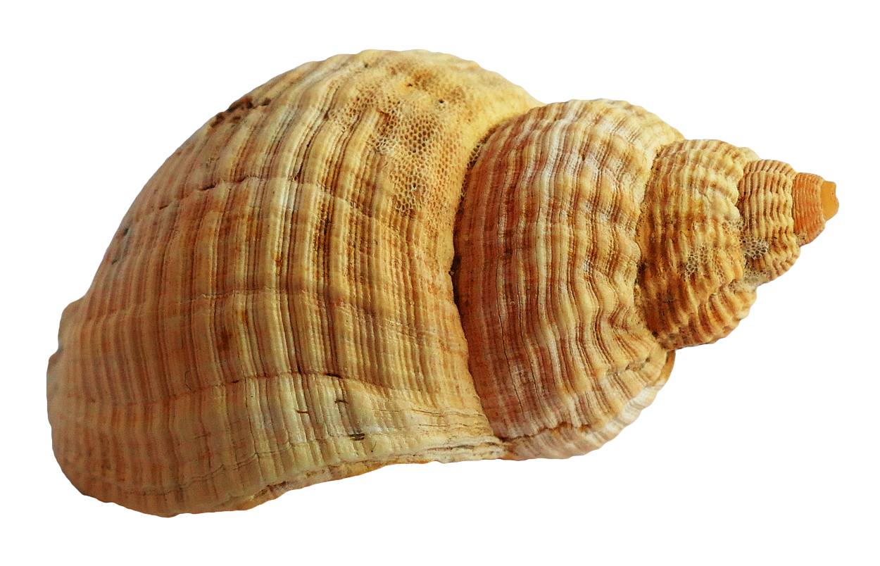 Striped Sea Shell Isolated PNG Image