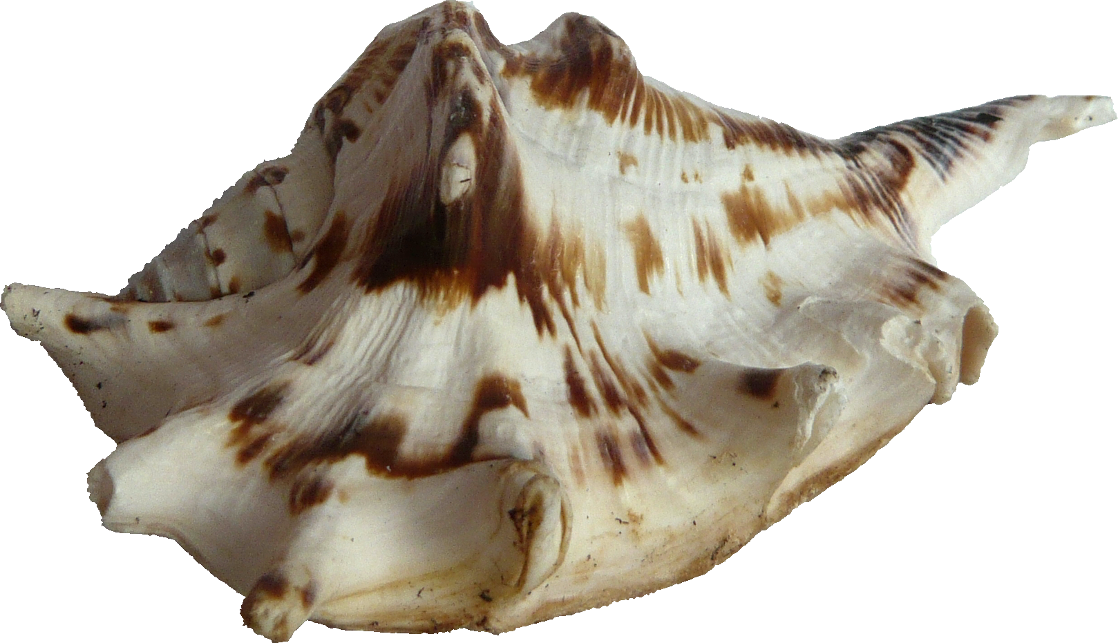 Striped Seashell Isolated.png PNG Image