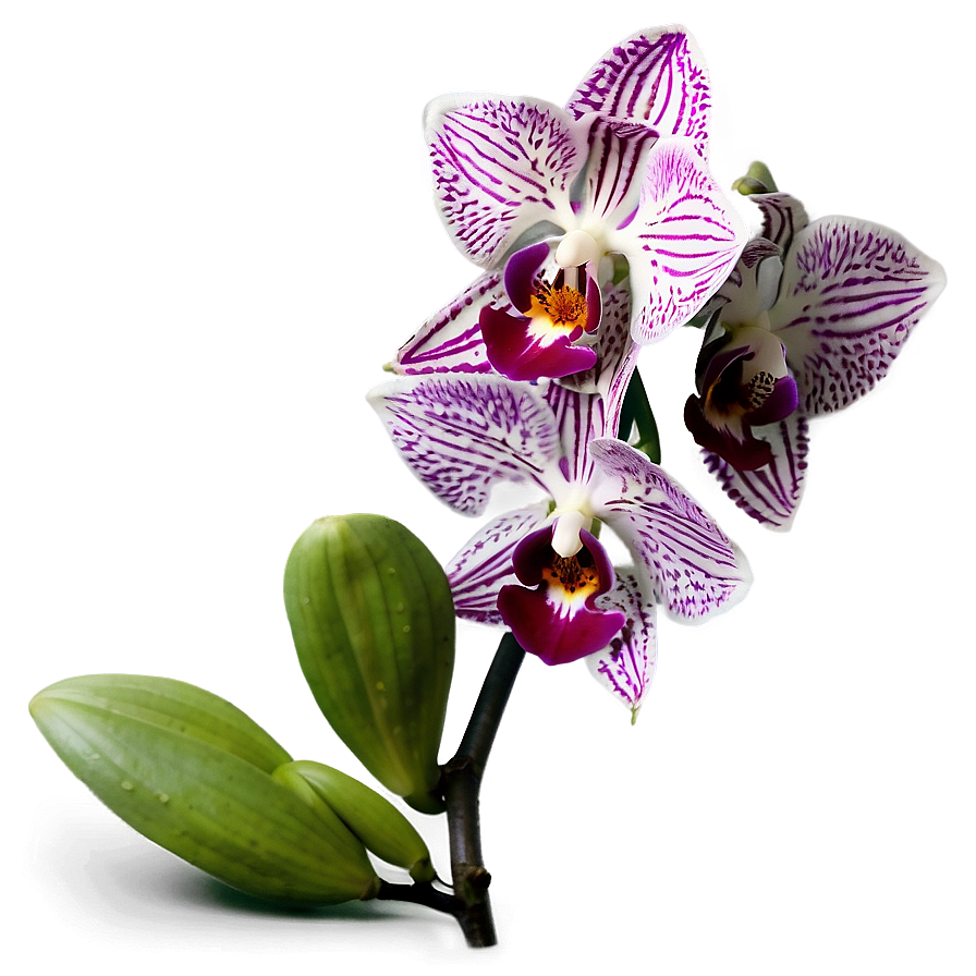 Stunning Orchid Png 34 PNG Image