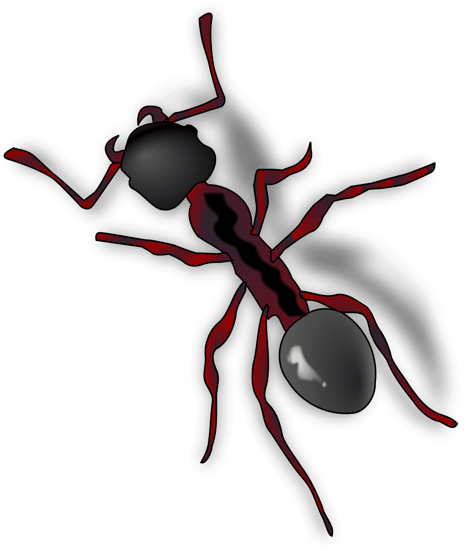 Stylized Ant Illustration PNG Image