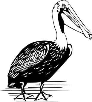 Stylized Blackand White Pelican Illustration PNG Image