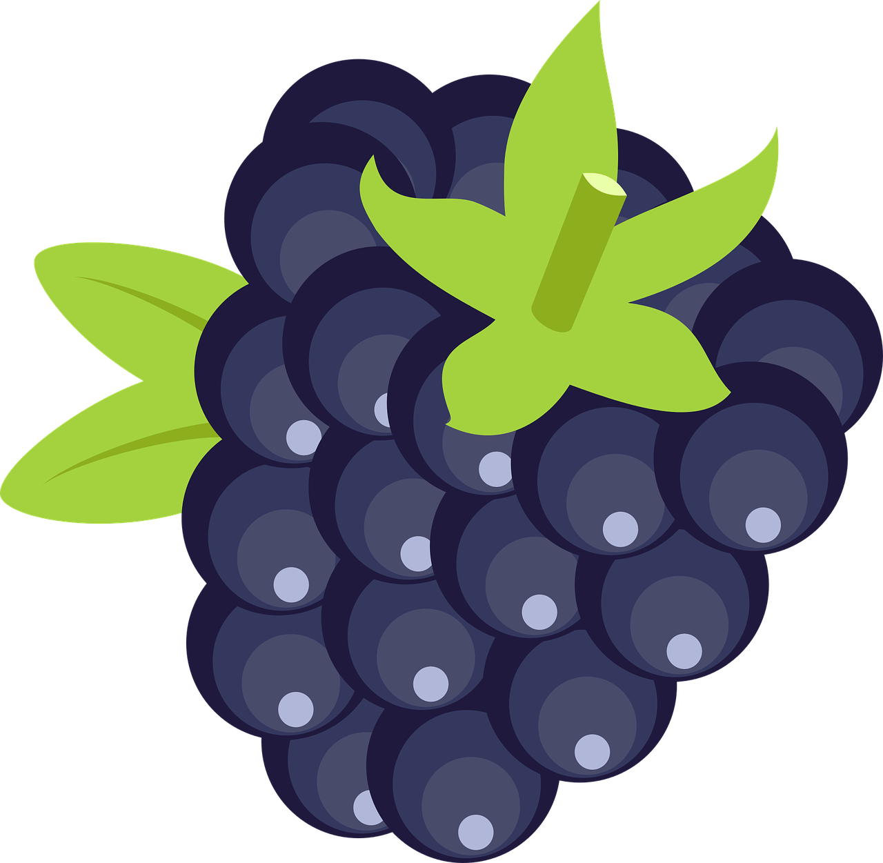 Stylized Blackberry Illustration PNG Image