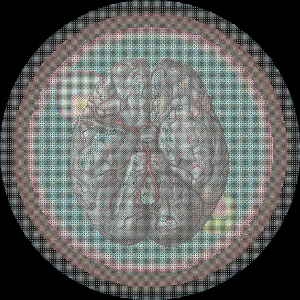 Stylized Brain Illustration PNG Image