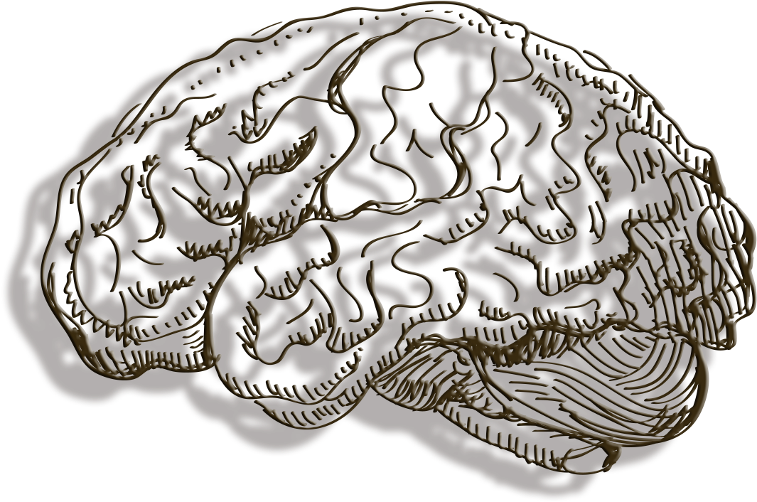 Stylized Brain Illustration PNG Image