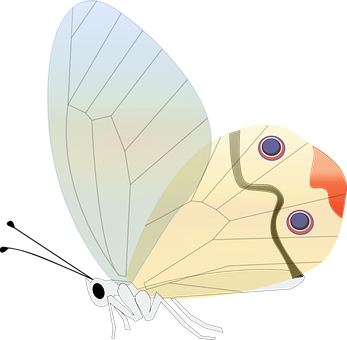 Stylized Butterfly Illustration PNG Image